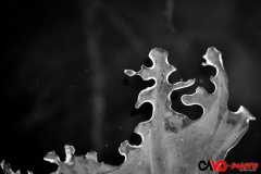 201301_froid_02_rd