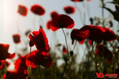 201405_flower_02_rd