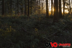 201605_contre_jour_03_rd