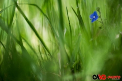 201705_cache_dans_herbe_01