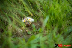 201705_cache_dans_herbe_03