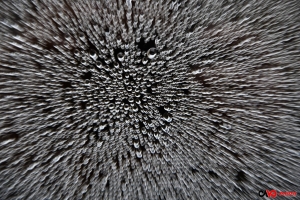 201812 Bulles