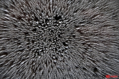 201812_Bulles_00_rd
