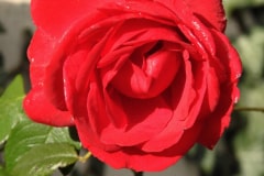 202310-Cavo-Photo-Rose-05