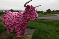 202310-Cavo-Photo-Rose-07