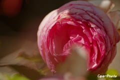202311-Cavo-Photo-Rose-10