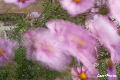 202311-Cavo-Photo-Rose-11