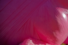 202311-Cavo-Photo-Rose-12