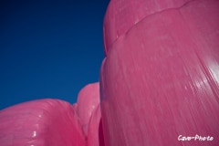 202311-Cavo-Photo-Rose-13