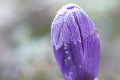01_givre_cavo-photo