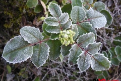 02_givre_cavo-photo