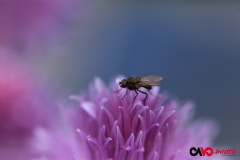 01_en_tout_petit-_cavo-photo