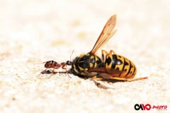 03_en_tout_petit-_cavo-photo