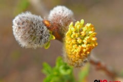 04_en_tout_petit_cavo-photo