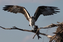 Wilfried-Laurier_2_rd